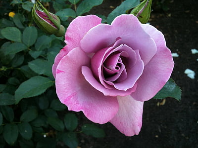 close-up photo of pink rose