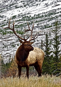 brown reindeer overlooking snow covered mountain