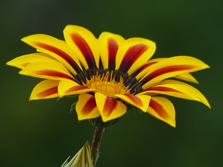 close-up photography of yellow and red petaled flower