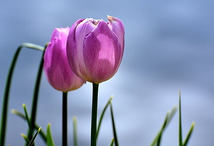 shallow focus photography of pink tulips