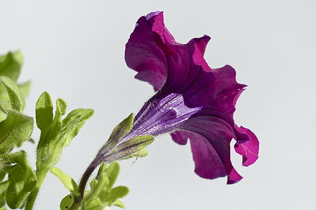 purple petunia flower closeup photography