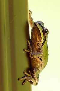 green and brown frog