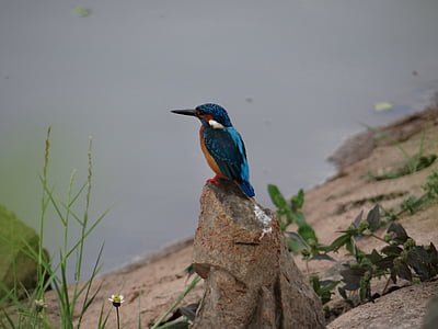 bird on rock near green grass
