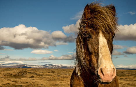 close up photography of brown horse in desert