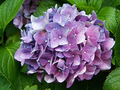 photo of purple cluster petal flowers during daytime