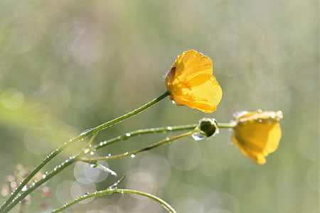 shallow focus photography of two yellow petaled flowers
