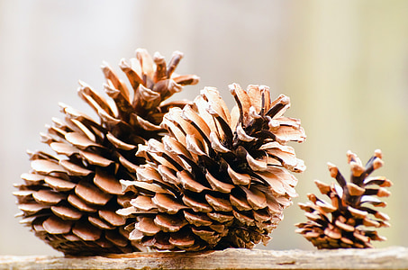 closeup photography of three brown pinecones