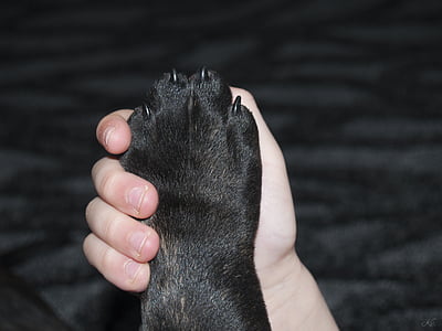 person holding animal foot