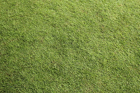 photo of green grass during daytime