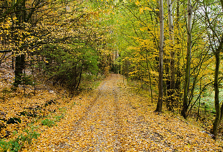 pathway covered with fallen withered leaves between inline trees