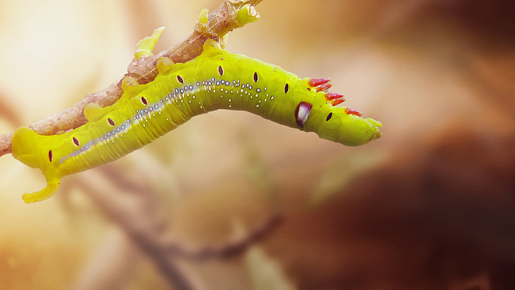 green caterpillar on brown branch macro shot