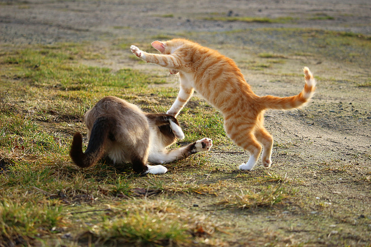 orange tabby cat and gray and white cat playing on green grass taken during daytime