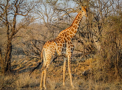 wildlife photography of giraffe