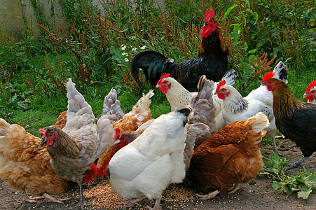 brood of chickens eating seeds