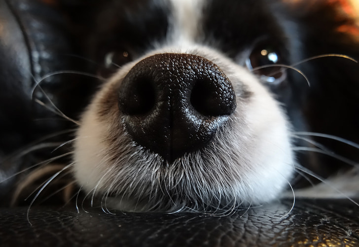 closeup photo of black and white border collie's nose