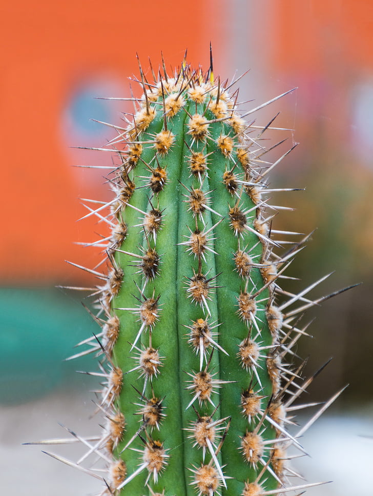 close up photograph of cactus