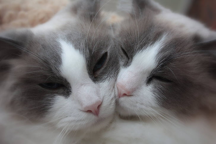 two gray-and-white cats
