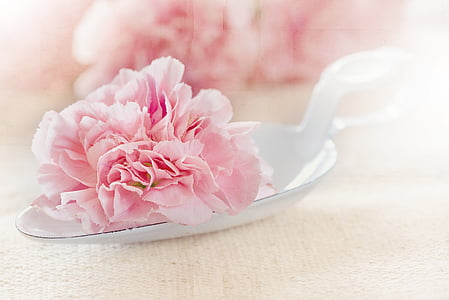 selective focus photography of pink petaled flowers on white spoon