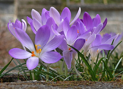 crocus, flower, spring, purple, purple flower, violet