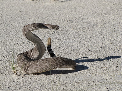rattle snake on gray surface
