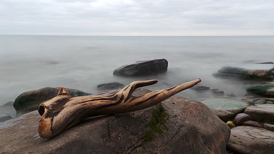brown driftwood on black stone near body of water