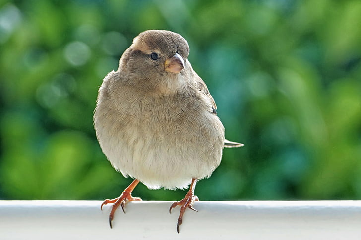 closeup photo of gray bird perched