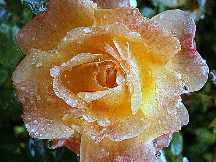 yellow rose flower with water droplets in close-up photography