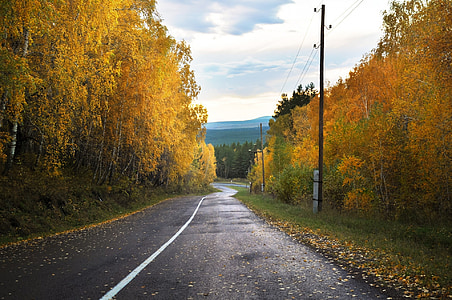 asphalt road between trees