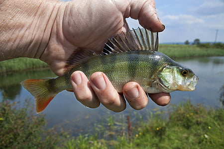 person's holding gray stripe fish