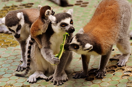 four brown, white, and black ring-tailed lemurs