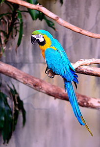 teal, yellow, and green parrot