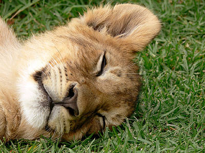 lion cub on grass
