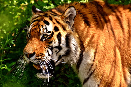 close up photography adult Tiger