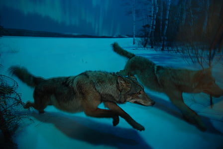 two brown wolves painting