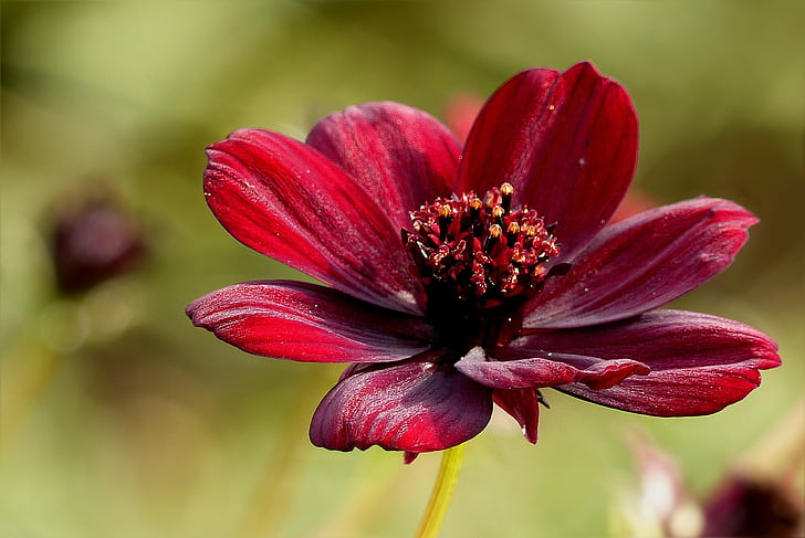 closeup photography of red cosmos flower