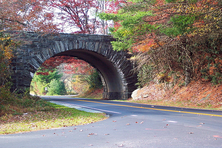 tunnel bridge surrounded by trees during daytime