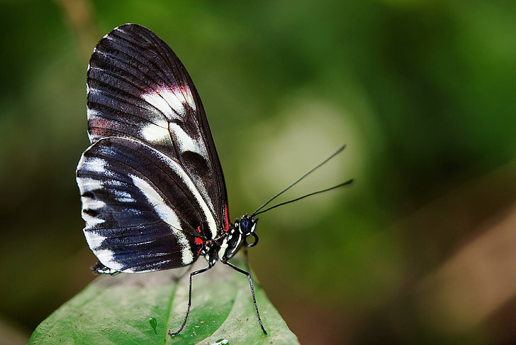 selective focus photography of black, red, and white longwing butterfly on green leaf