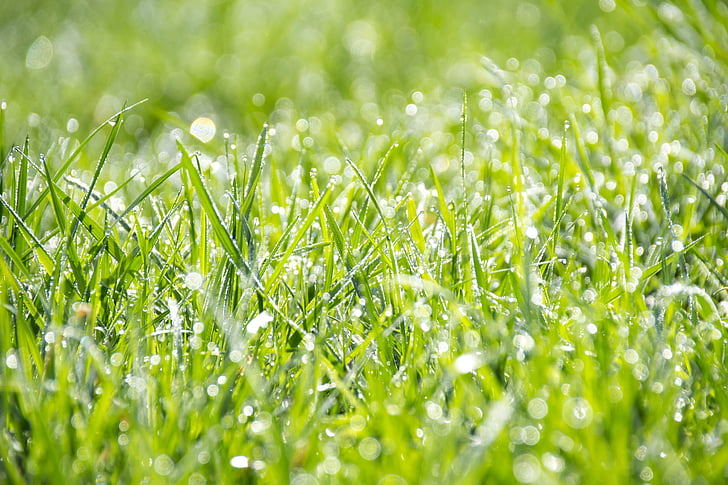 photo of green grass with water dews