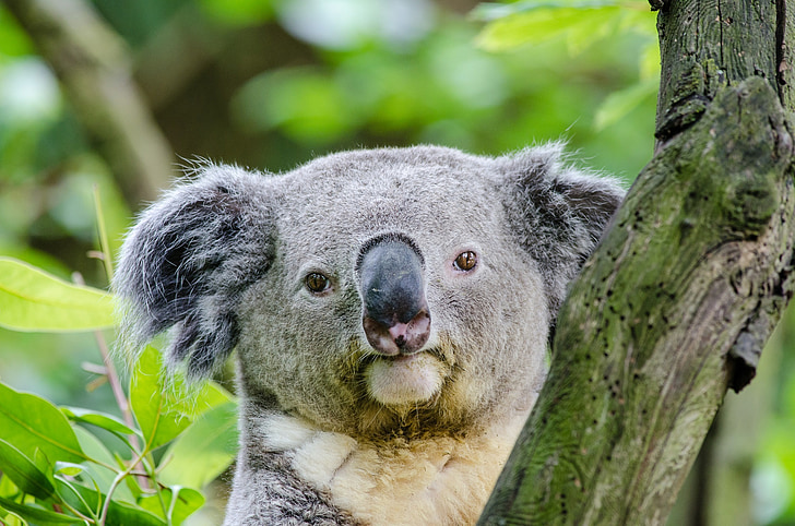 gray koala