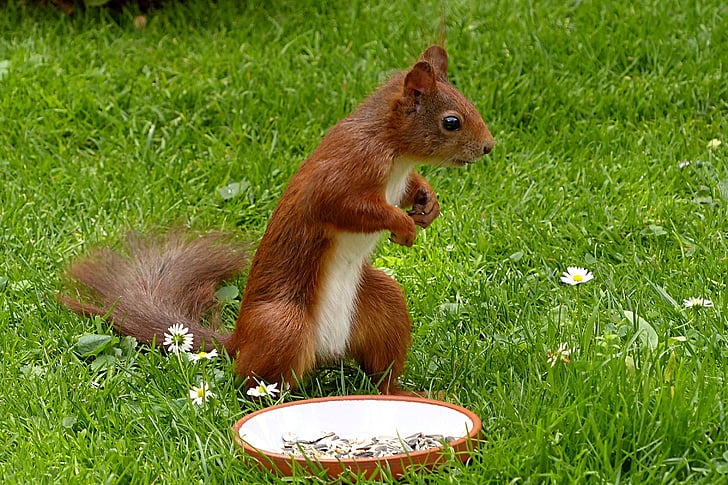 squirrel standing near plate
