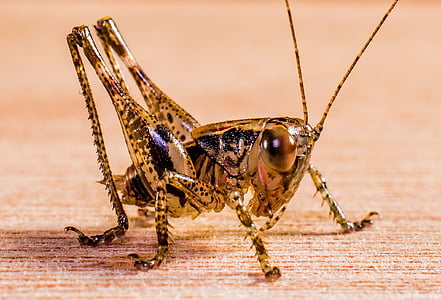 brown and black grasshopper