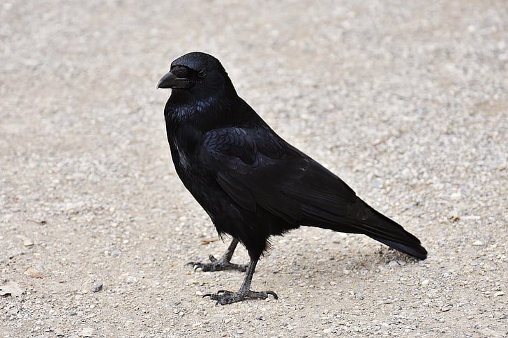 photo of black crow on beige soil