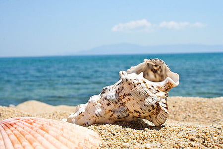 selective focus photography of sea sconce on brown soil near body of water