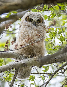 brown and gray owl on gray tree branch