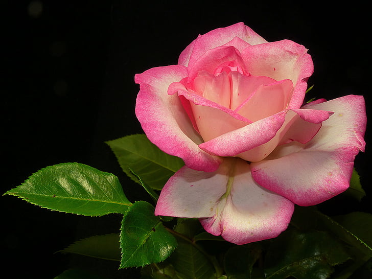photo of pink and white rose
