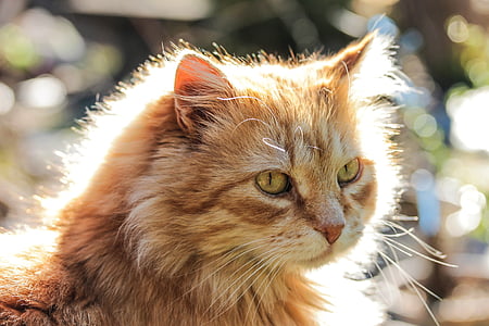 shallow focus photography of brown cat