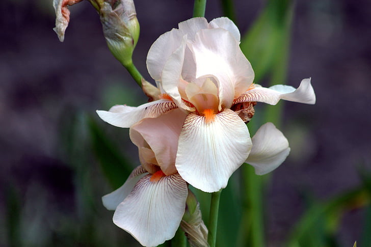selective focus photography of white and orange iris flower