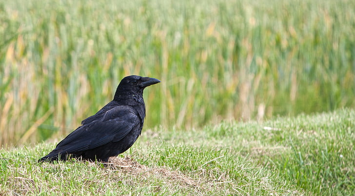crow on grass field