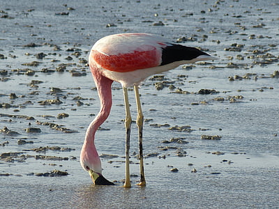 focus photography of lesser flamingo