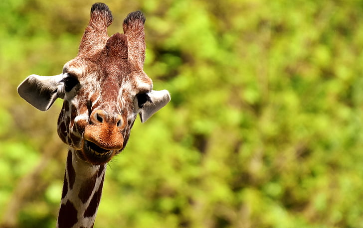 Giraffe at the middle of forest